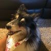 sheltiemom04